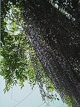 050505_1111~01.jpg