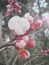 2f4d9055.jpg