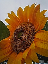 050629_1237~01.jpg