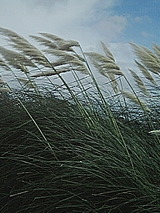 3e039909.jpg