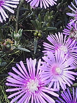 050620_1409~01.jpg