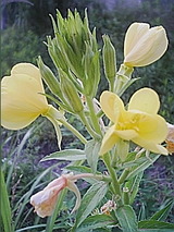 050801_0827~01.jpg