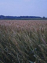 050529_麦.jpg