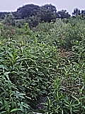 050719_1146~01.jpg