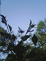 050517_1602~01.jpg