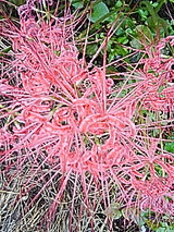 b0e29161.jpg
