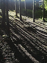 呼吸する森.jpg