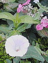 050623_0940~01.jpg