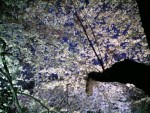 桜 桜