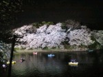 桜 桜