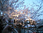 桜 桜