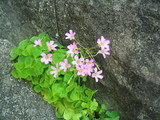 flower4