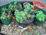 herbs1