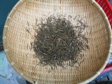 rosemary2