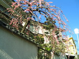 ume