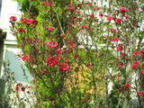 flower7