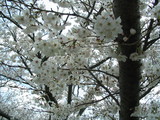 sakura3