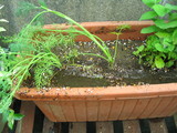 dill
