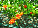 flower3