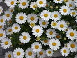 daisy