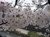 sakura2
