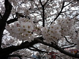 sakura1