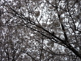 sakura5