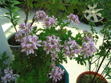 flower2