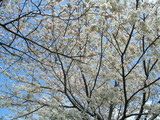 sakura1