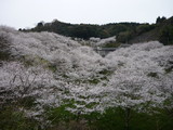 sakura4
