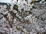 sakura2