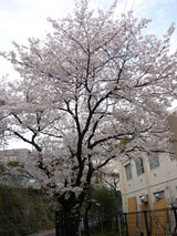 sakura4