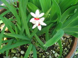 flower1