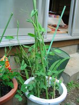sweetpea3