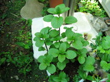 peppermint