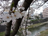 sakura5