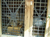 rabit