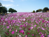 cosmos