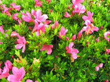 flower5