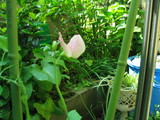 sweetpea4