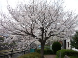 sakura3