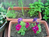 petunia