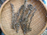 rosemary1