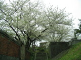 sakamotocherry