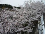 sakura1