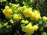 yellowhana