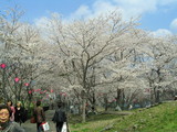sakura2