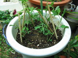 sweetpea2