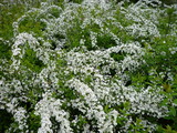 whiteflowers
