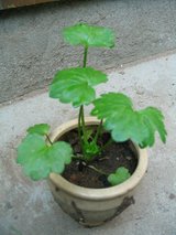 viola2